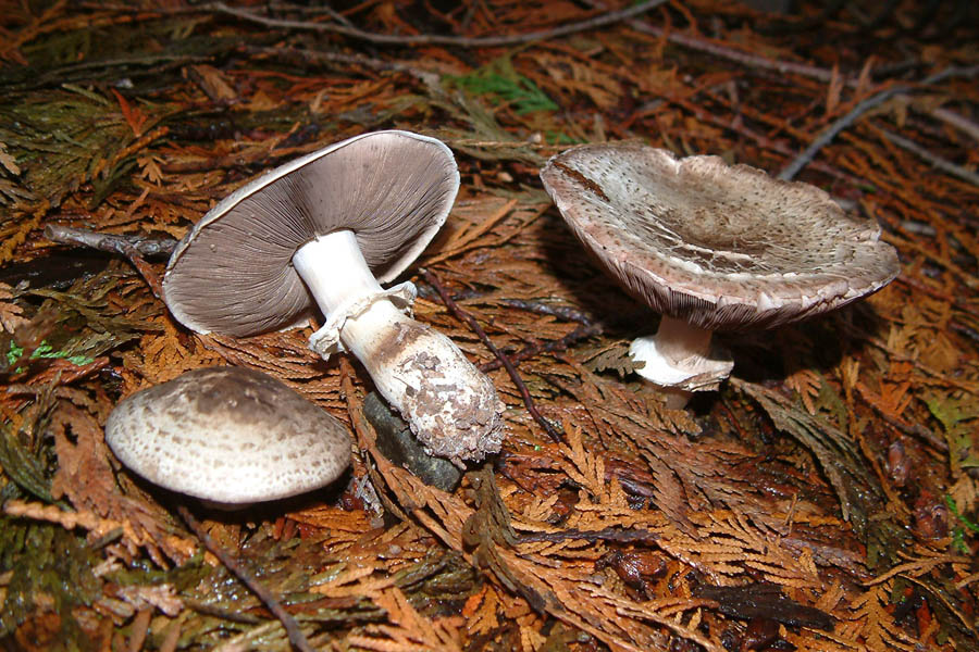 About Northwest Psilocybin Mushrooms