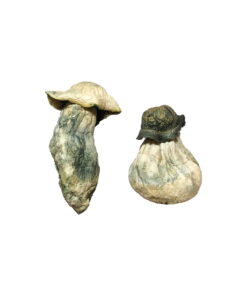 Albino Penis Envy Psilocybin Mushrooms