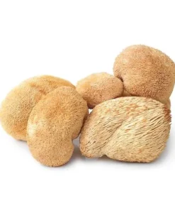 Buy Dried Lions Mane-1kg