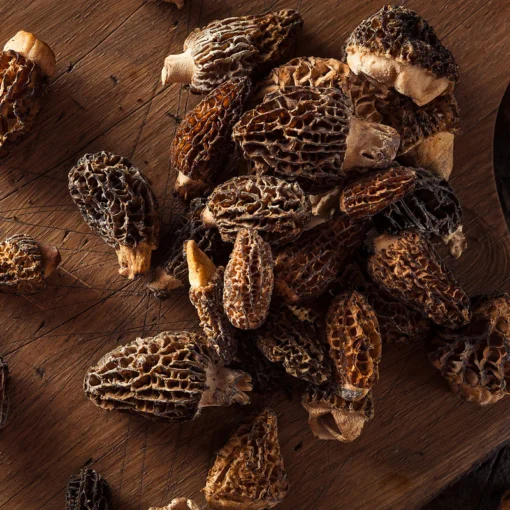 Northwest Psilocybin Mushrooms
