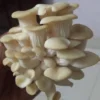 Buy White Oyster Mushrooms – 1kg