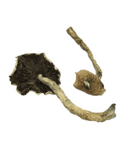 Buy Bayou Psilocybin Mushrooms
