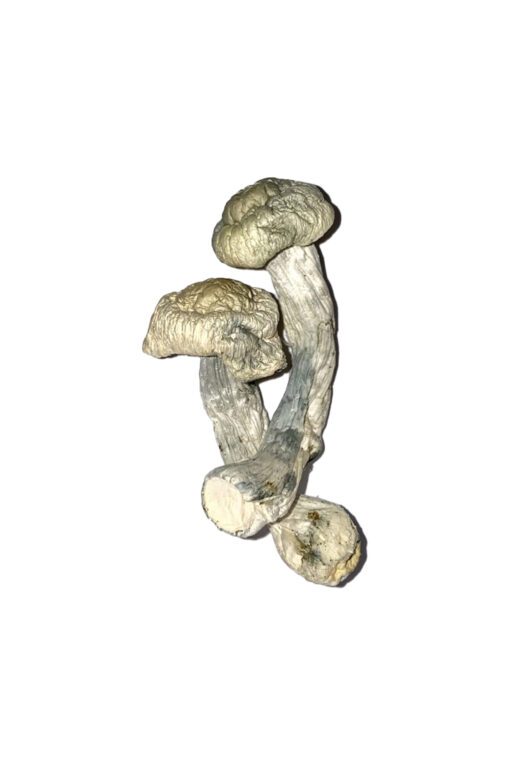 Fisher Magic Mushrooms