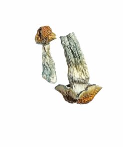 Golden Penis Envy Mushrooms