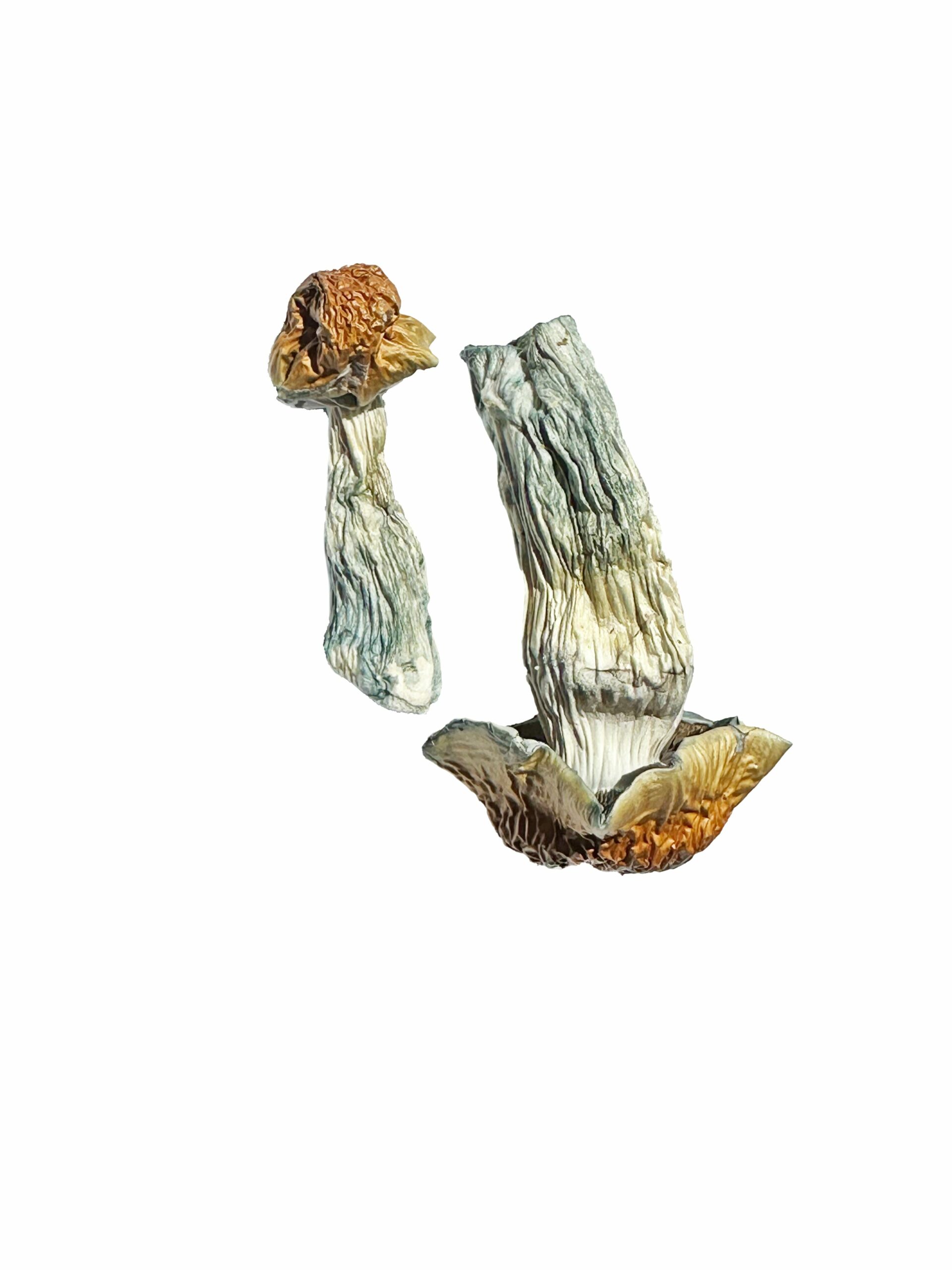 Golden Penis Envy Mushrooms