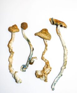 Golden Teacher Magic Mushrooms