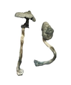 Great White Monster Mushrooms