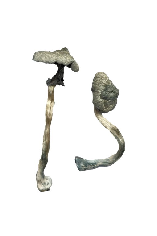 Great White Monster Mushrooms