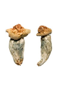 Melmac Penis Envy Mushroom