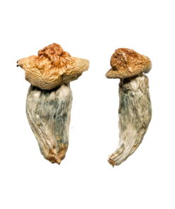 Melmac (Homestead Penis Envy) Mushrooms