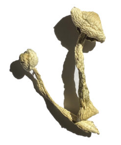 Moby Dick Magic Mushrooms