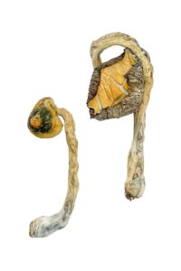 Panama Magic Mushroom 5 Panama Magic Mushrooms