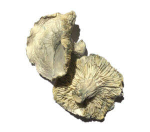 Phobos Mushroom 5 Phobos Magic Mushroom