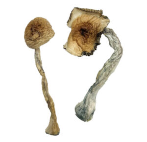 Quezon Magic Mushroom