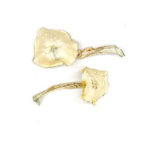 True Albino Teacher (TAT)