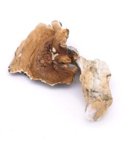 Koh Samui Magic Mushrooms
