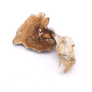 Koh Samui Magic Mushroom