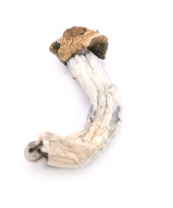 Trinity Magic Mushrooms