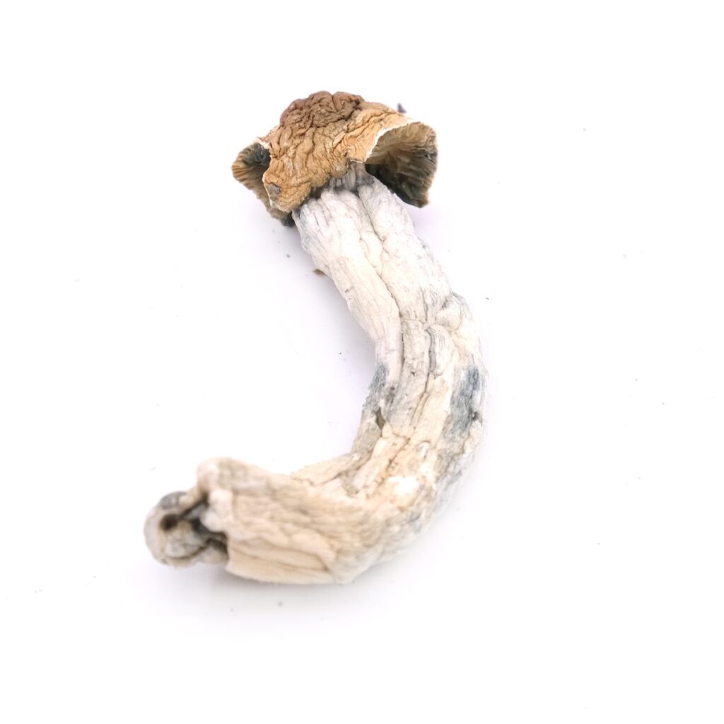 Trinity Magic Mushrooms