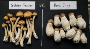 Golden Teacher vs Penis Envy 4 Golden Teacher vs Penis Envy