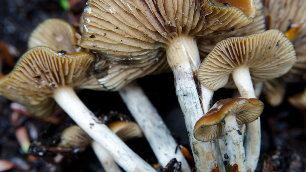 How Fast Do Shrooms Kick In 1 How Fast Do Shrooms Kick In